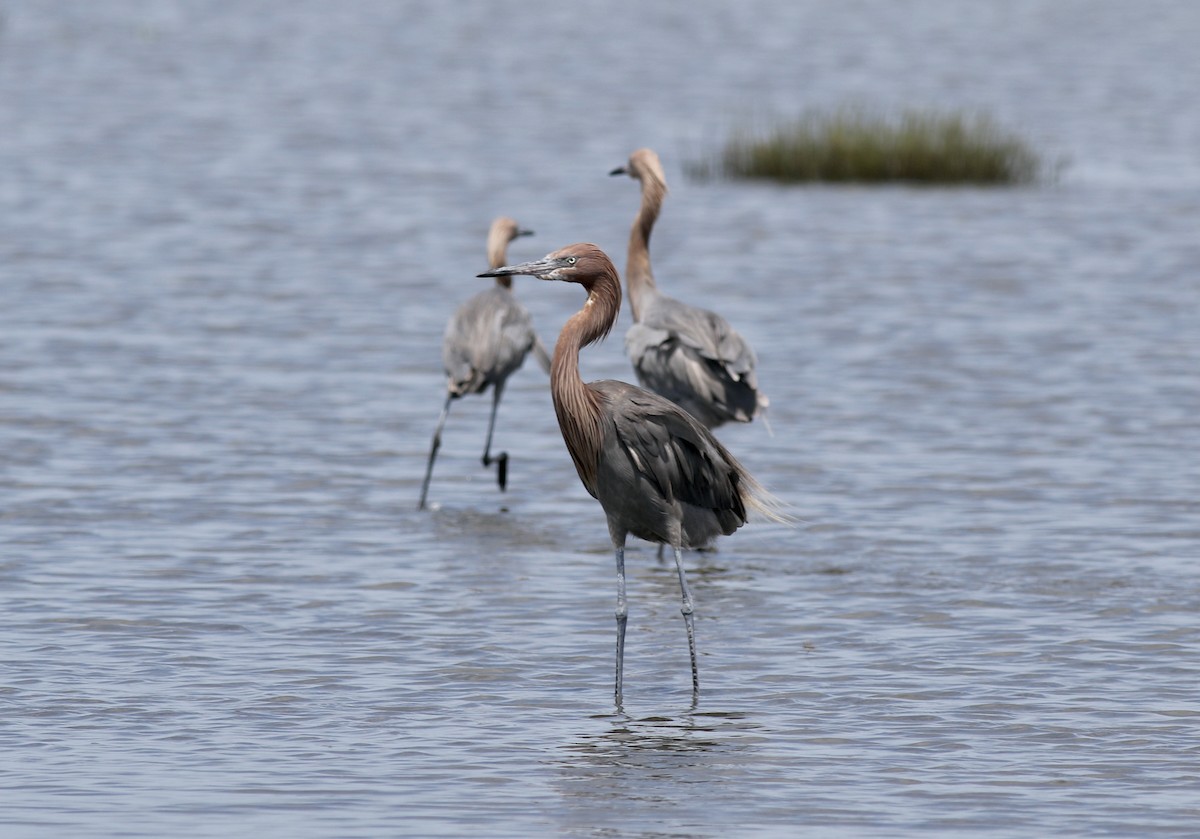 Reddish Egret - Jamie Adams