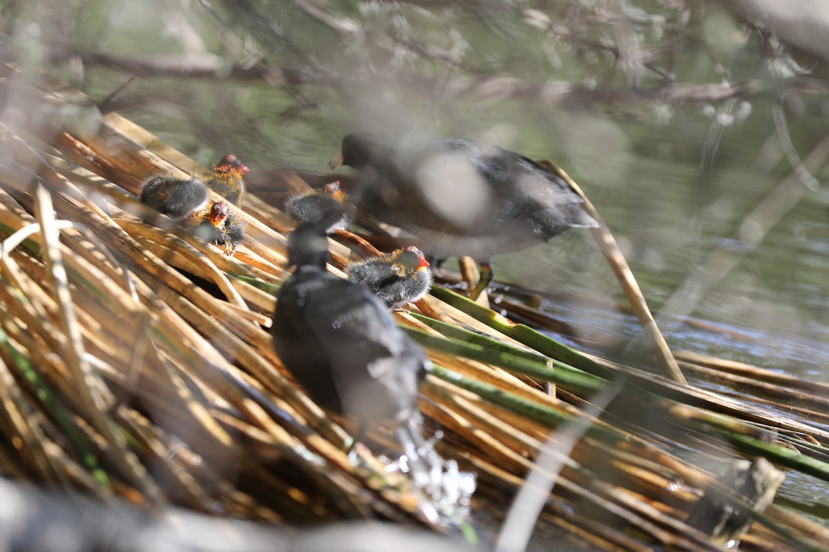 American Coot - ML350720311