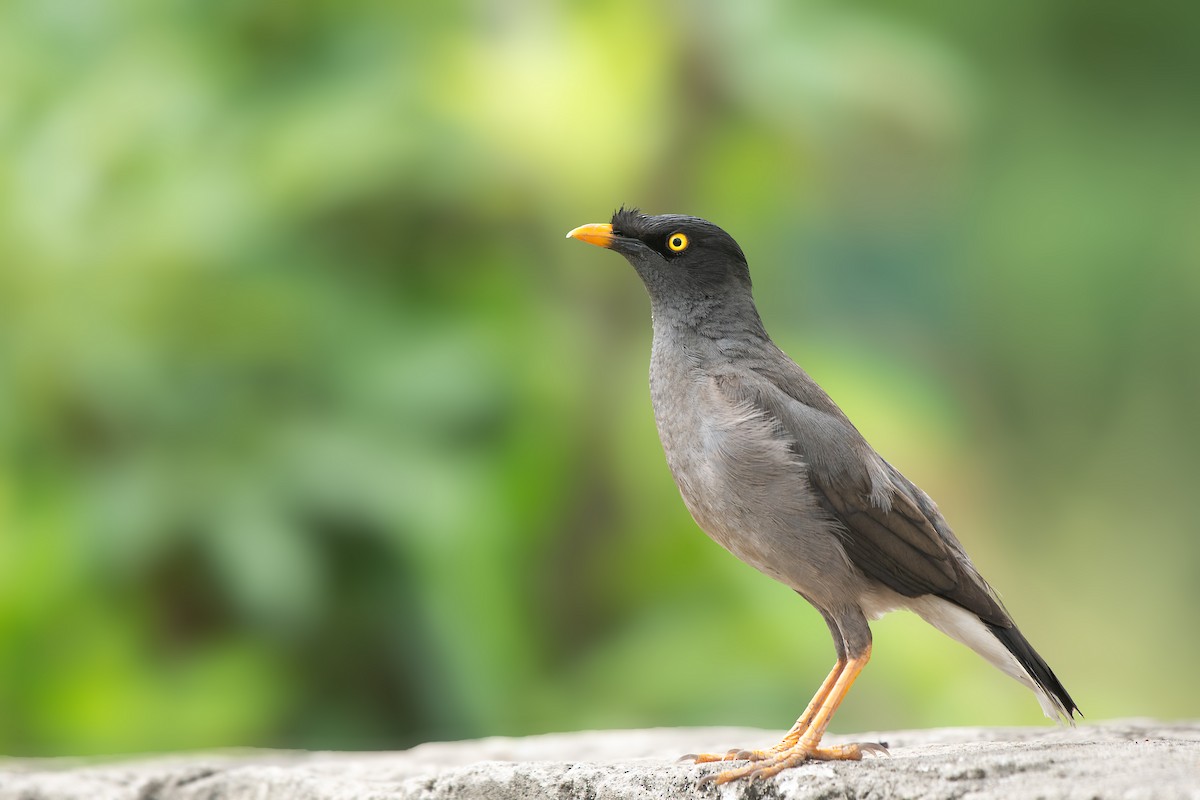 Jungle Myna - ML350721841