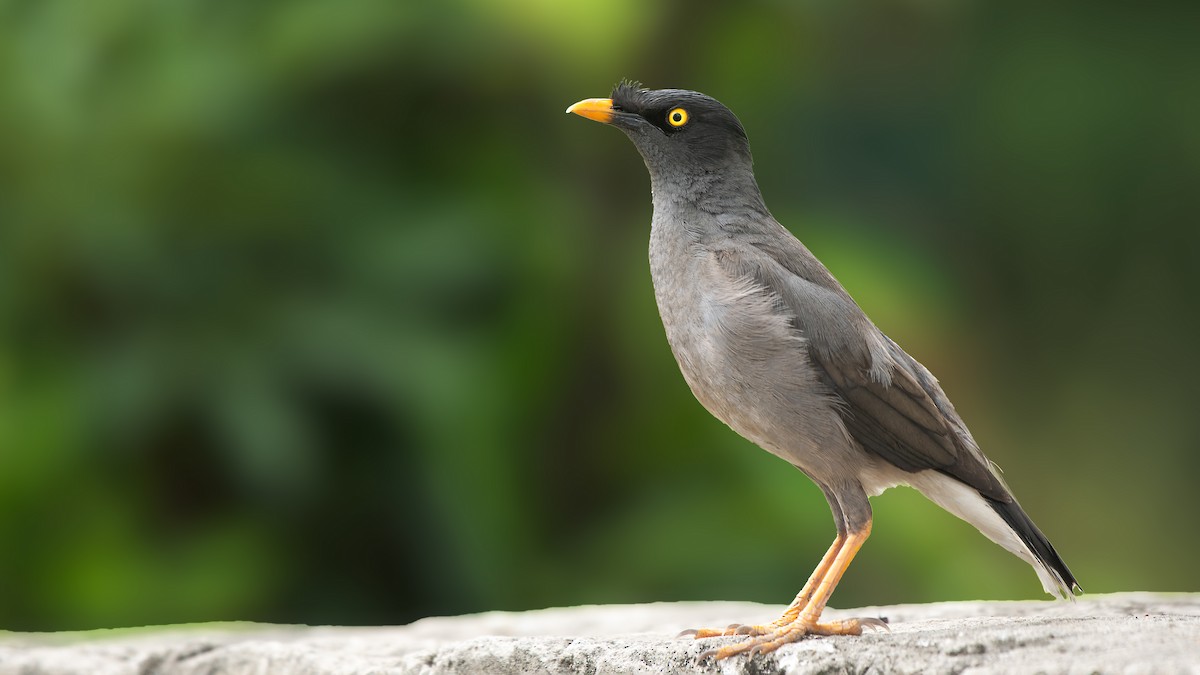 Jungle Myna - ML350721941