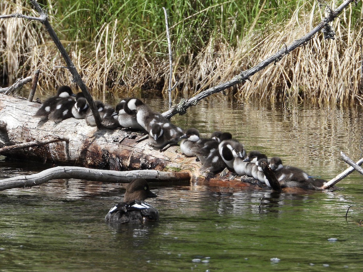 Common Goldeneye - John Lundgren