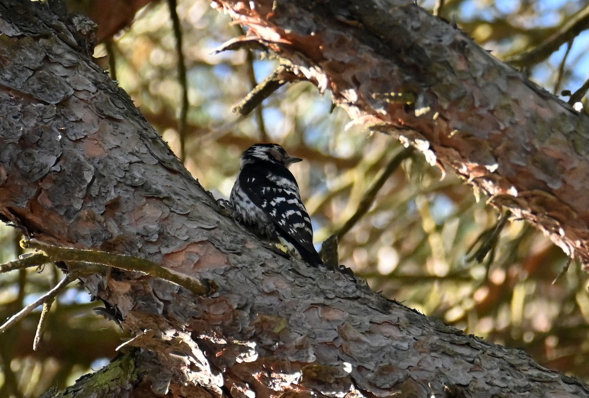 Lesser Spotted Woodpecker - Miguel Ángel García