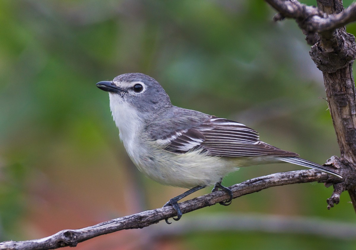 Plumbeous Vireo - ML350726541