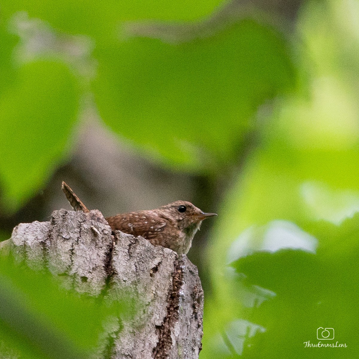 Troglodyte des forêts - ML350728481