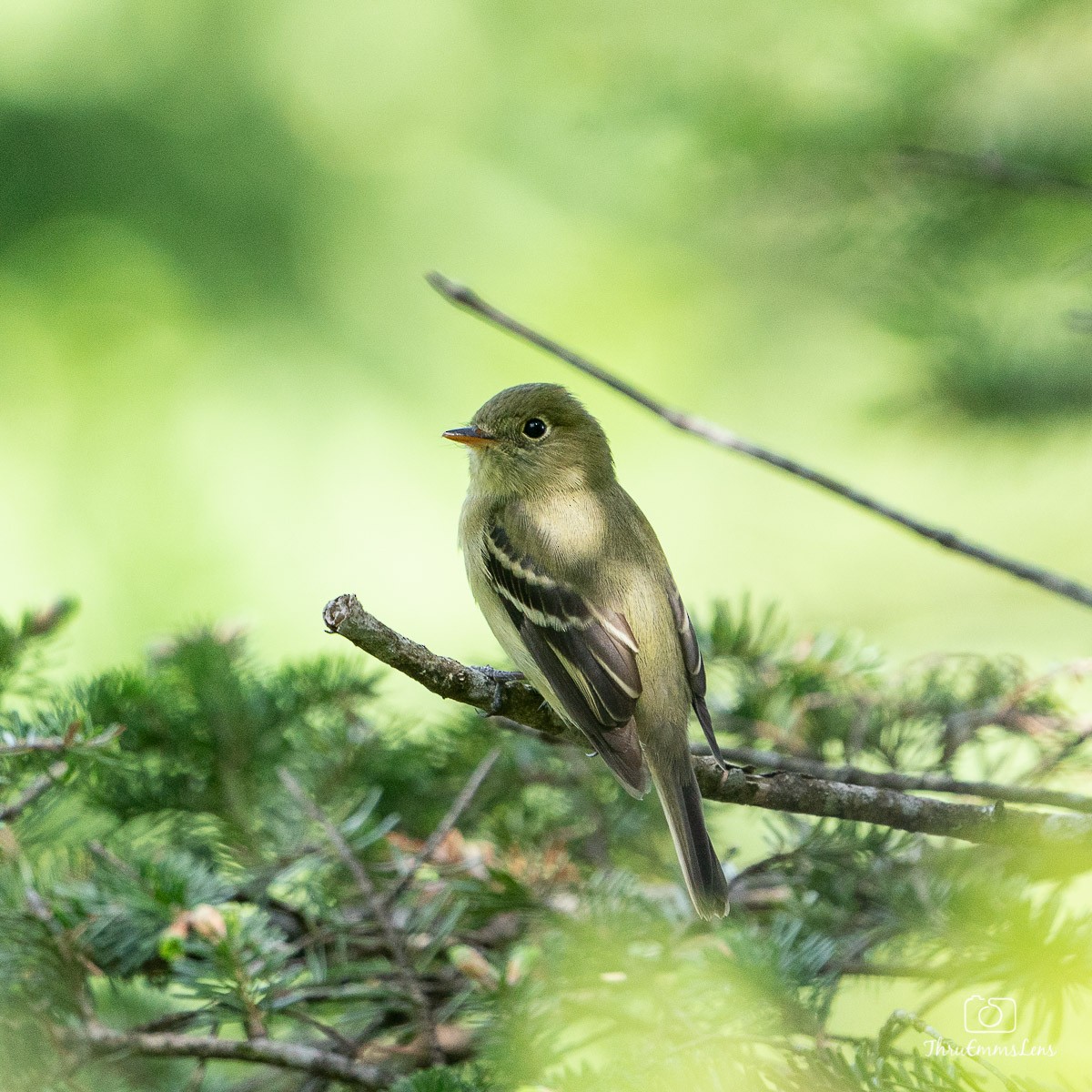 Yellow-bellied Flycatcher - ML350729401