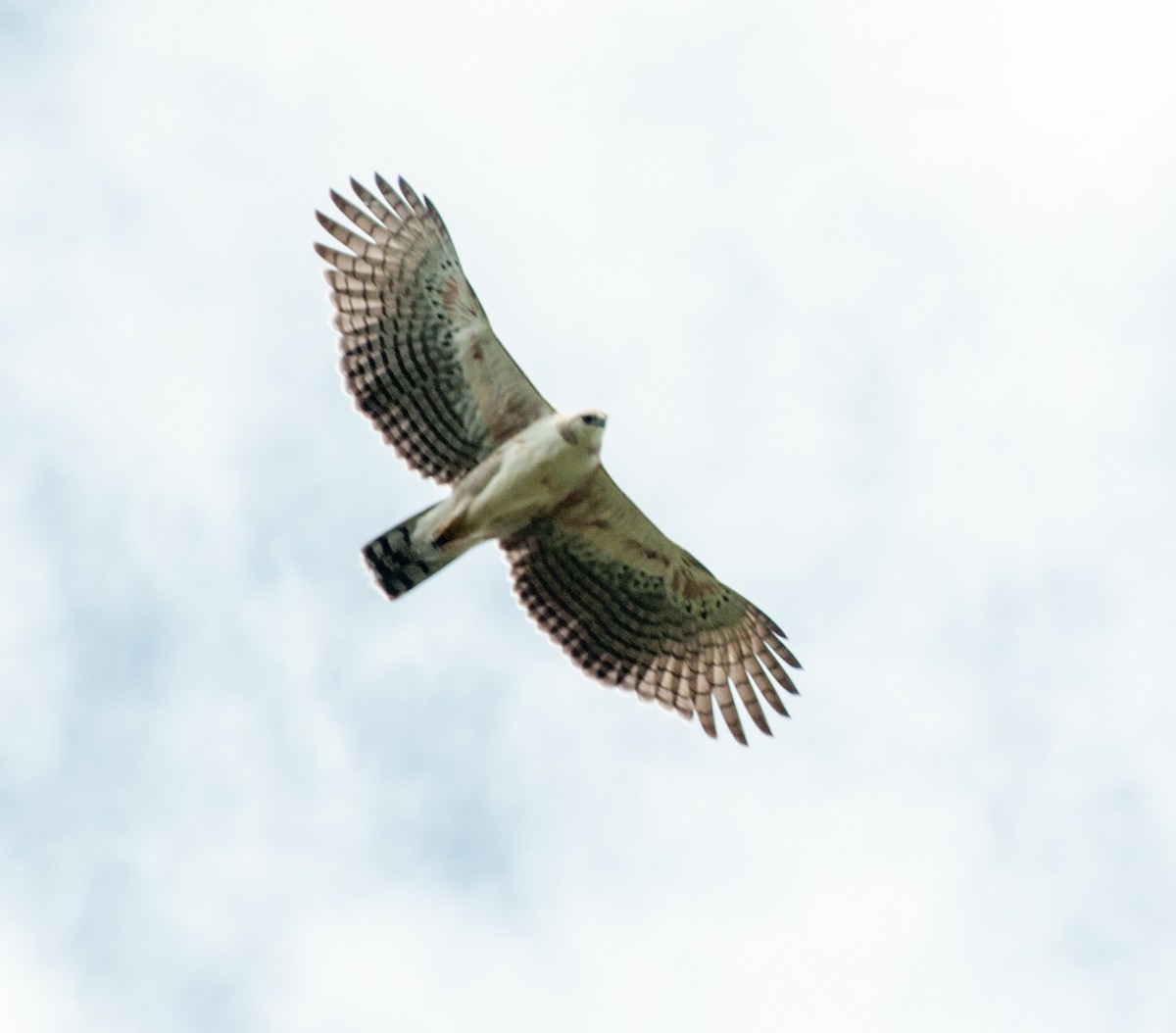 Águila Poma - ML35072951