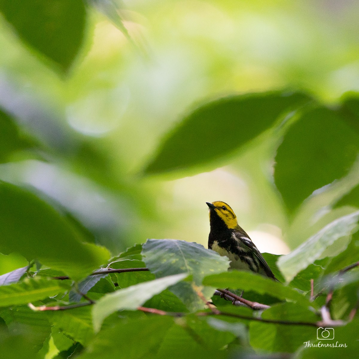 Black-throated Green Warbler - ML350730191