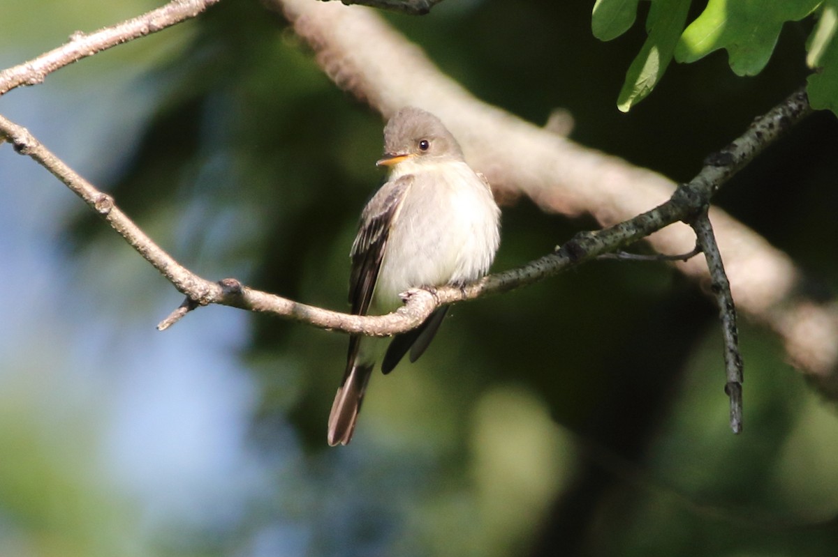 Eastern Wood-Pewee - ML350731551