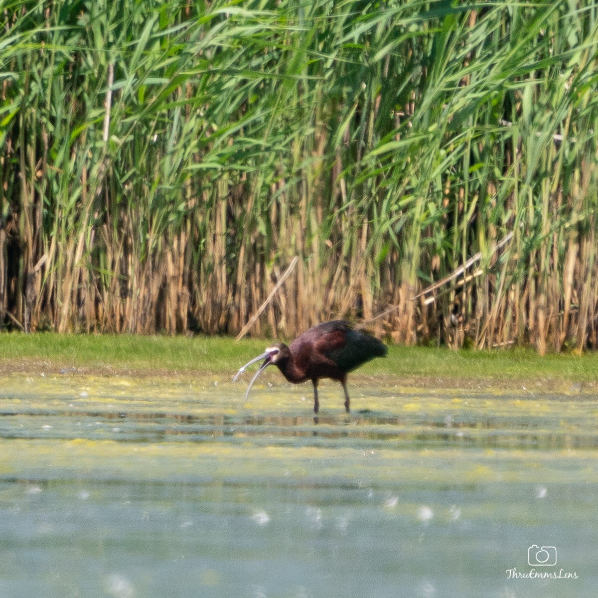 White-faced Ibis - ML350732031