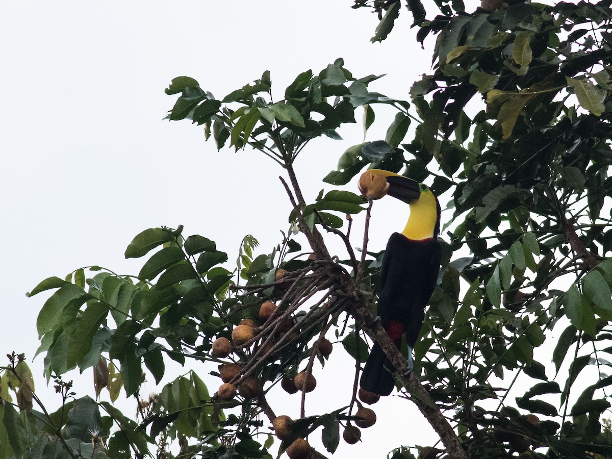 Yellow-throated Toucan - ML35073261