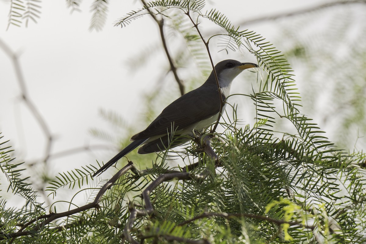 Yellow-billed Cuckoo - ML350732971