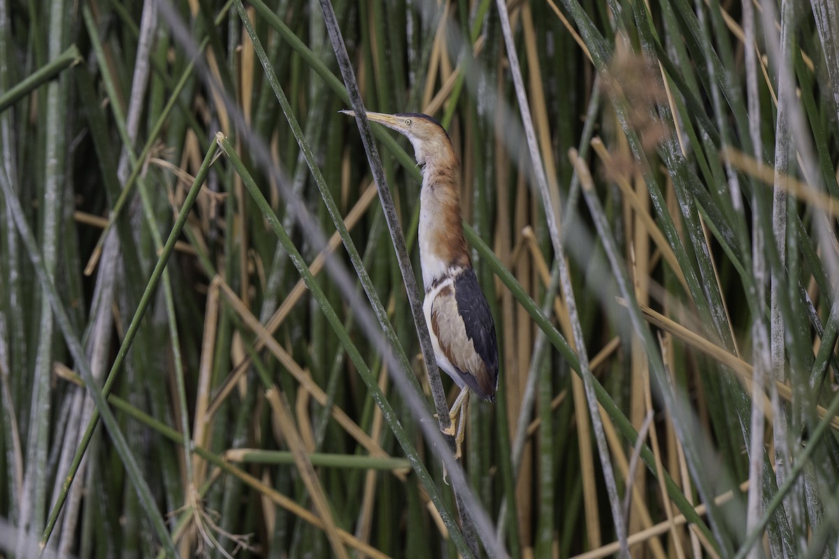 Least Bittern - ML350732991