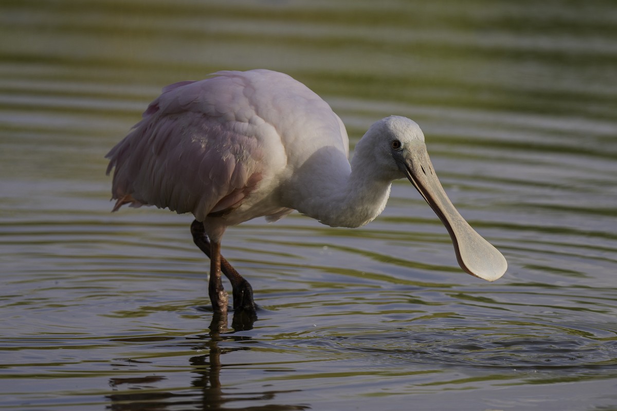 Roseate Spoonbill - ML350733031