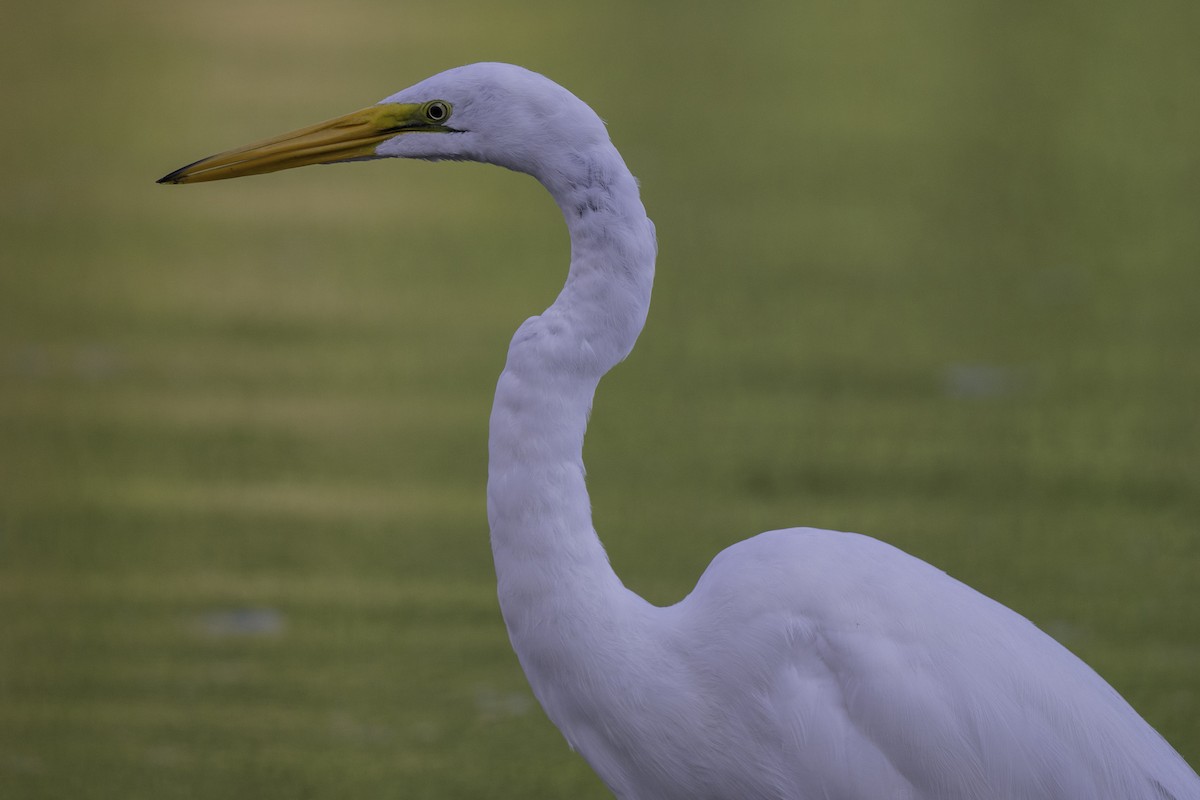 Great Egret - ML350733181