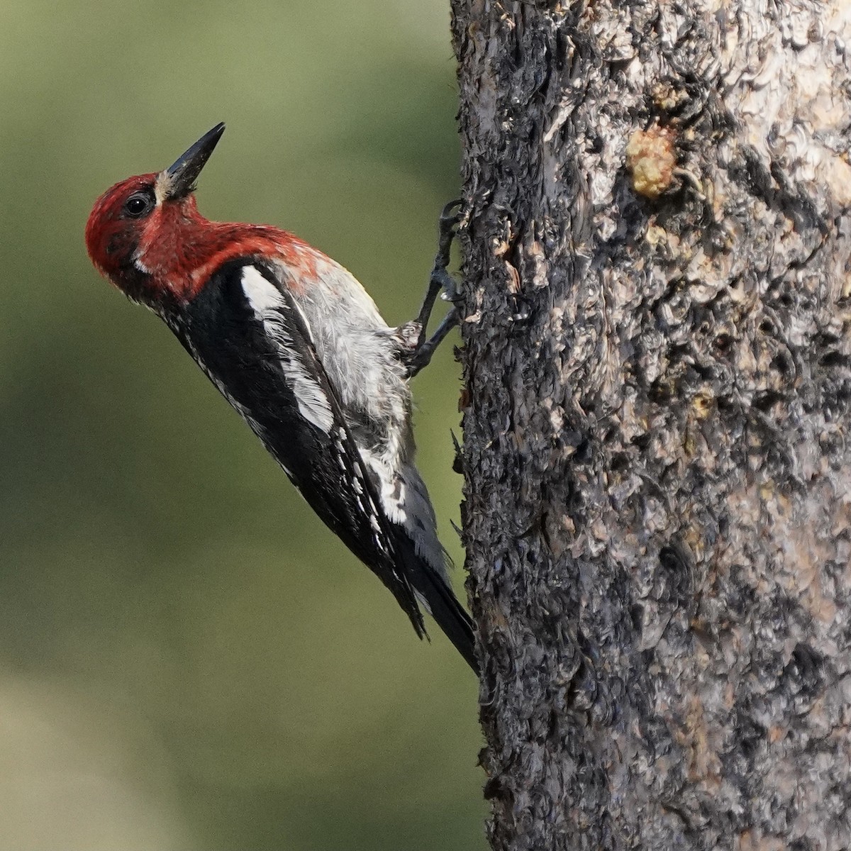 Red-breasted Sapsucker - Eric Bashor