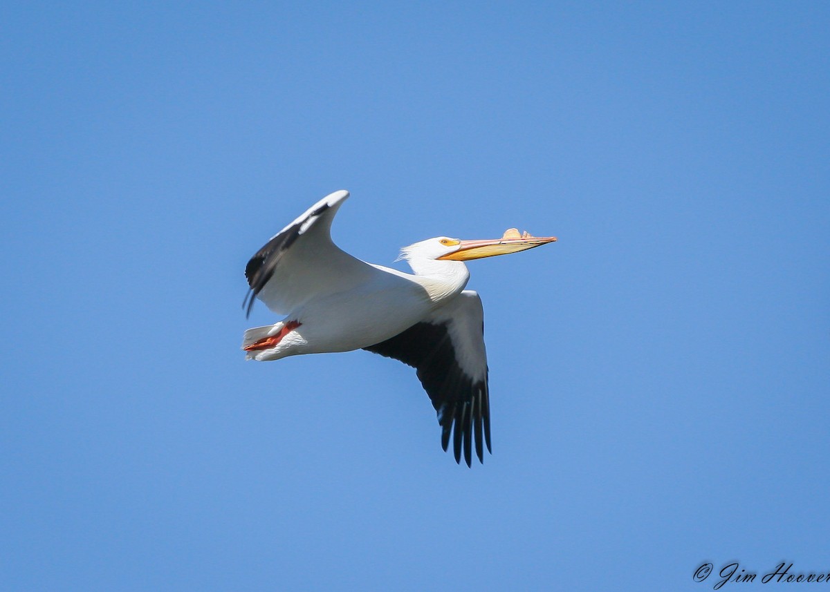 pelikán severoamerický - ML350734481