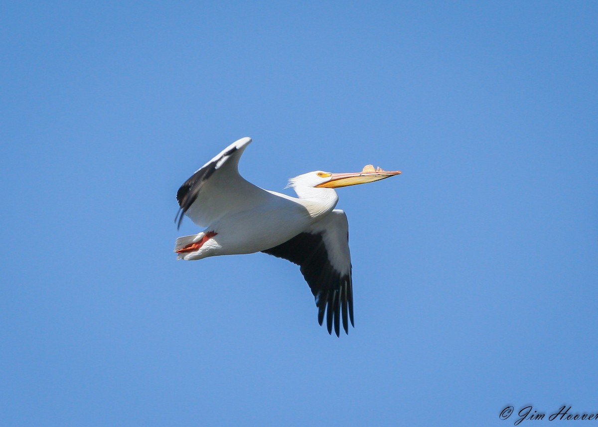 American White Pelican - ML350734481