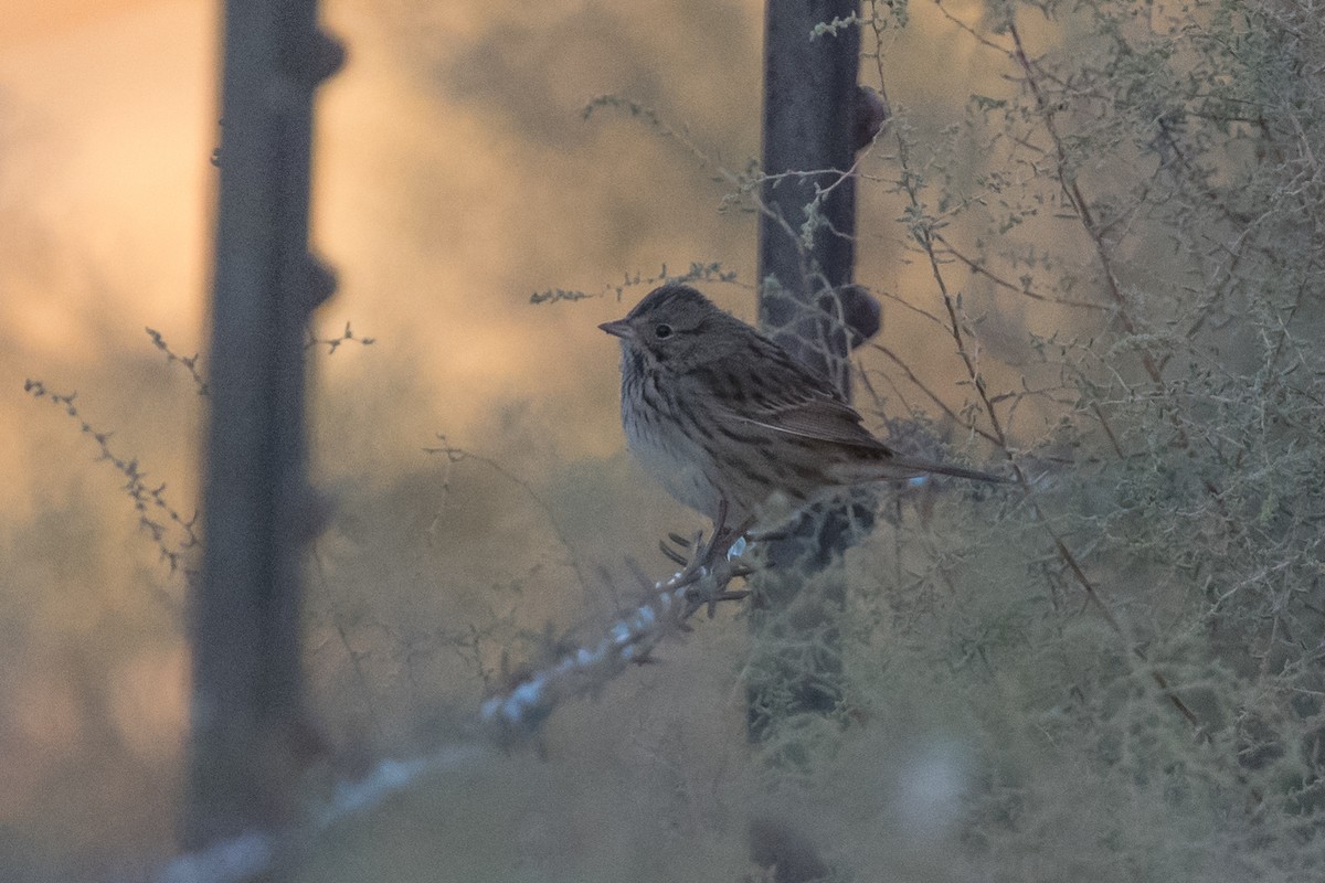 Lincoln's Sparrow - ML35073731