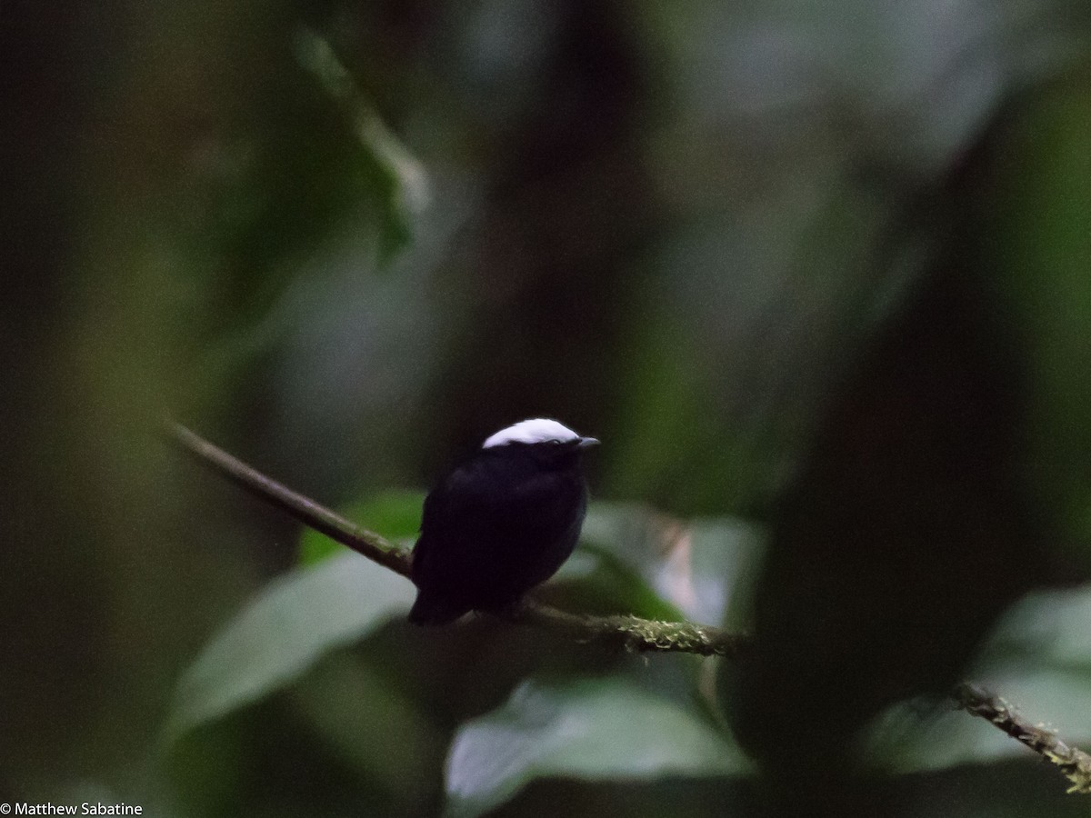 White-crowned Manakin - ML35073751