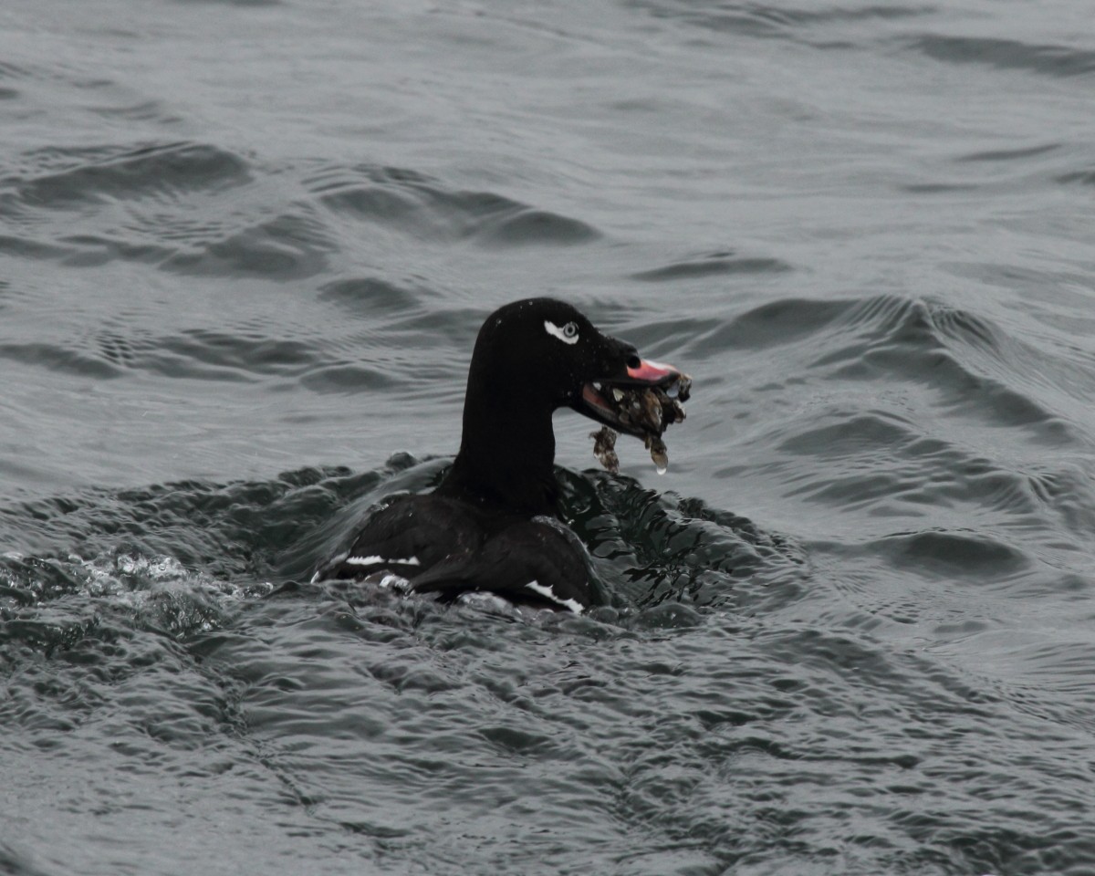 White-winged Scoter - Mike V.A. Burrell