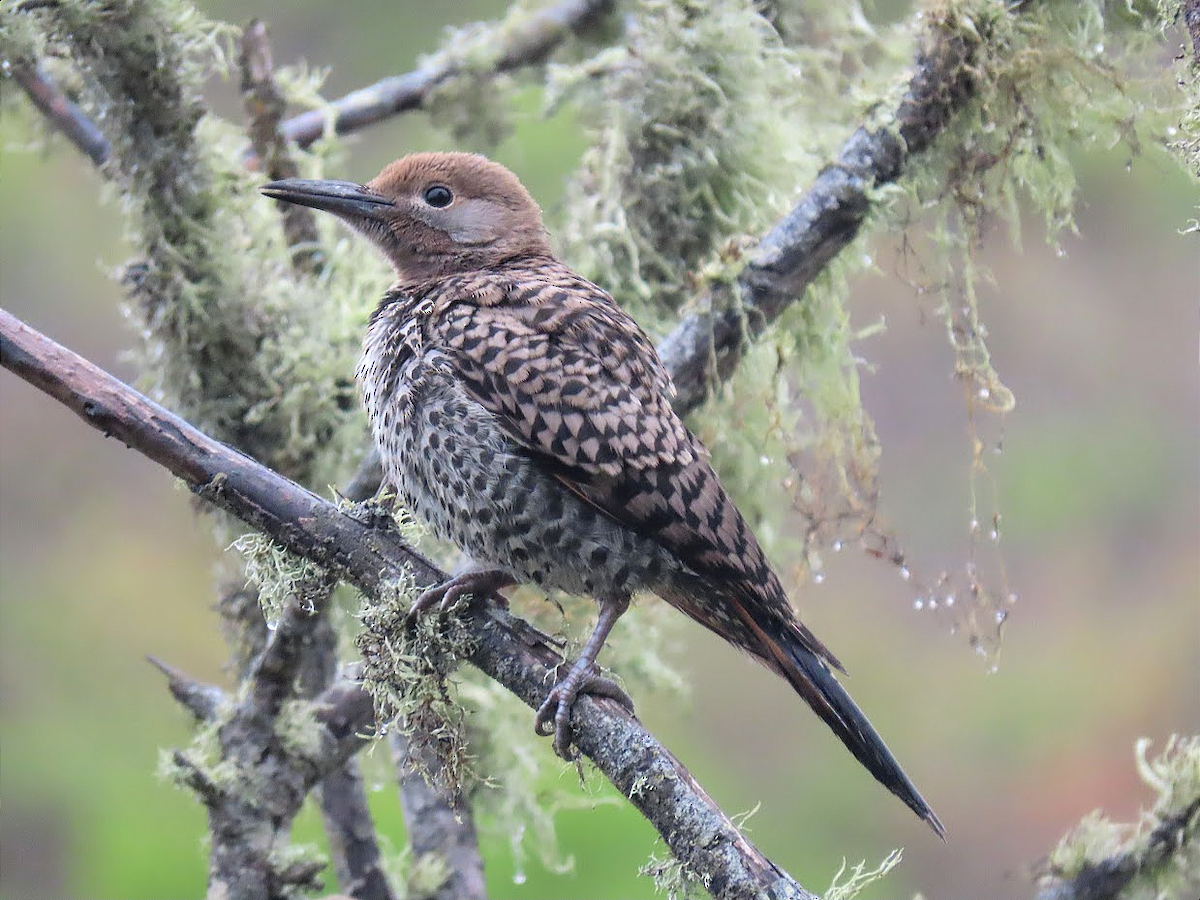 Northern Flicker (Red-shafted) - Long-eared Owl