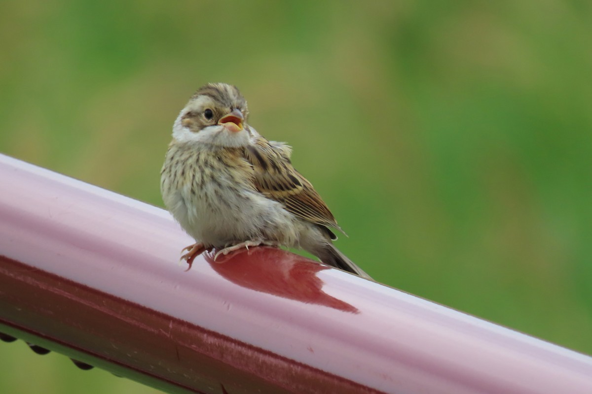 Clay-colored Sparrow - ML350741801