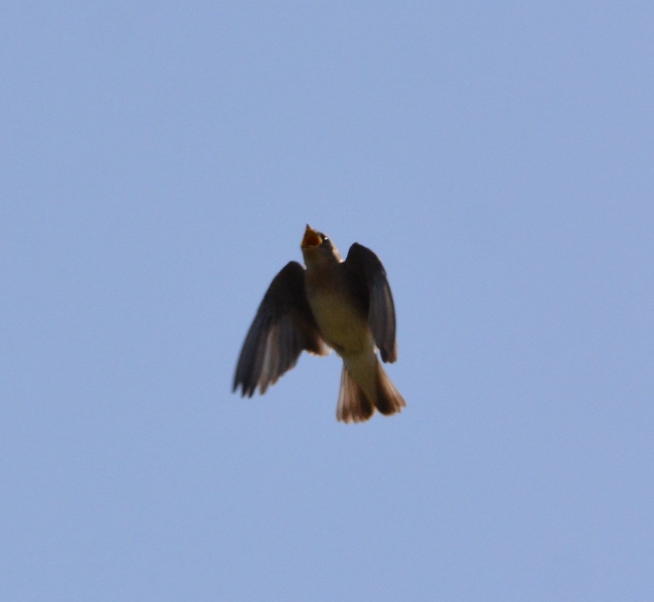 Northern Rough-winged Swallow - ML350743861