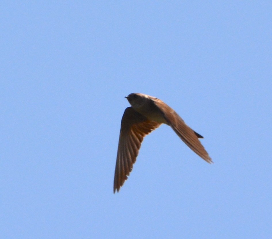 Northern Rough-winged Swallow - ML350743871