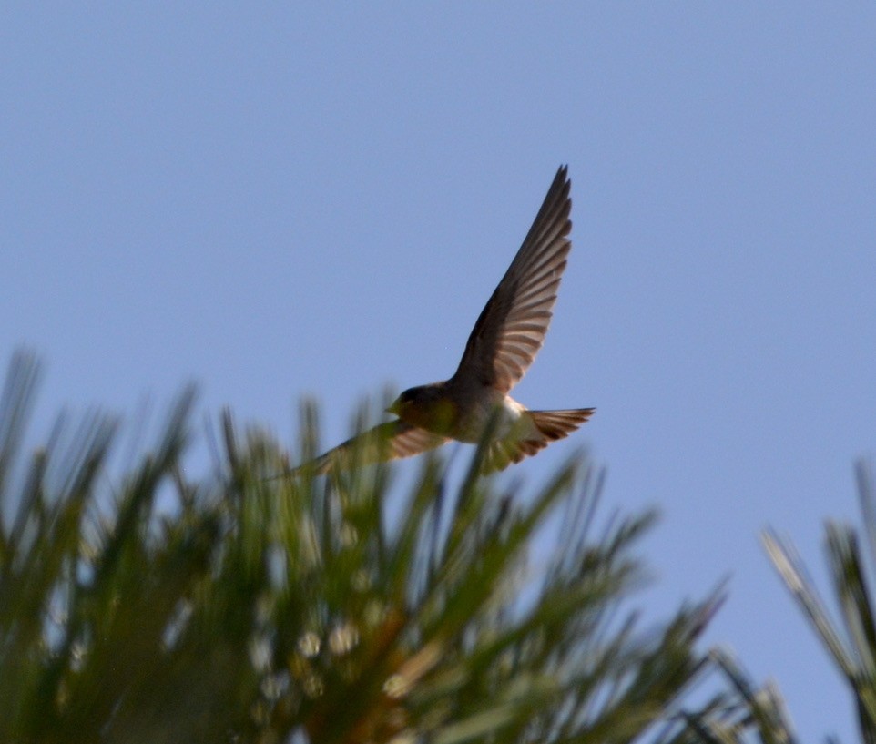 Northern Rough-winged Swallow - ML350743881