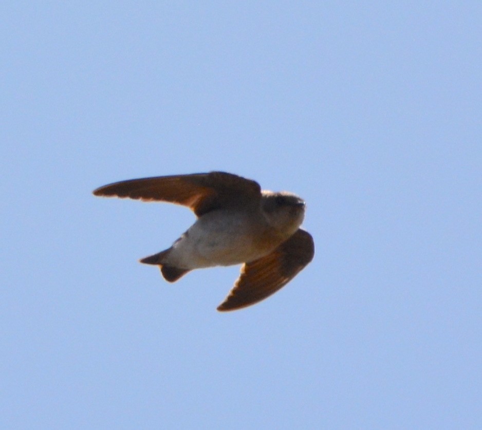 Northern Rough-winged Swallow - ML350743901