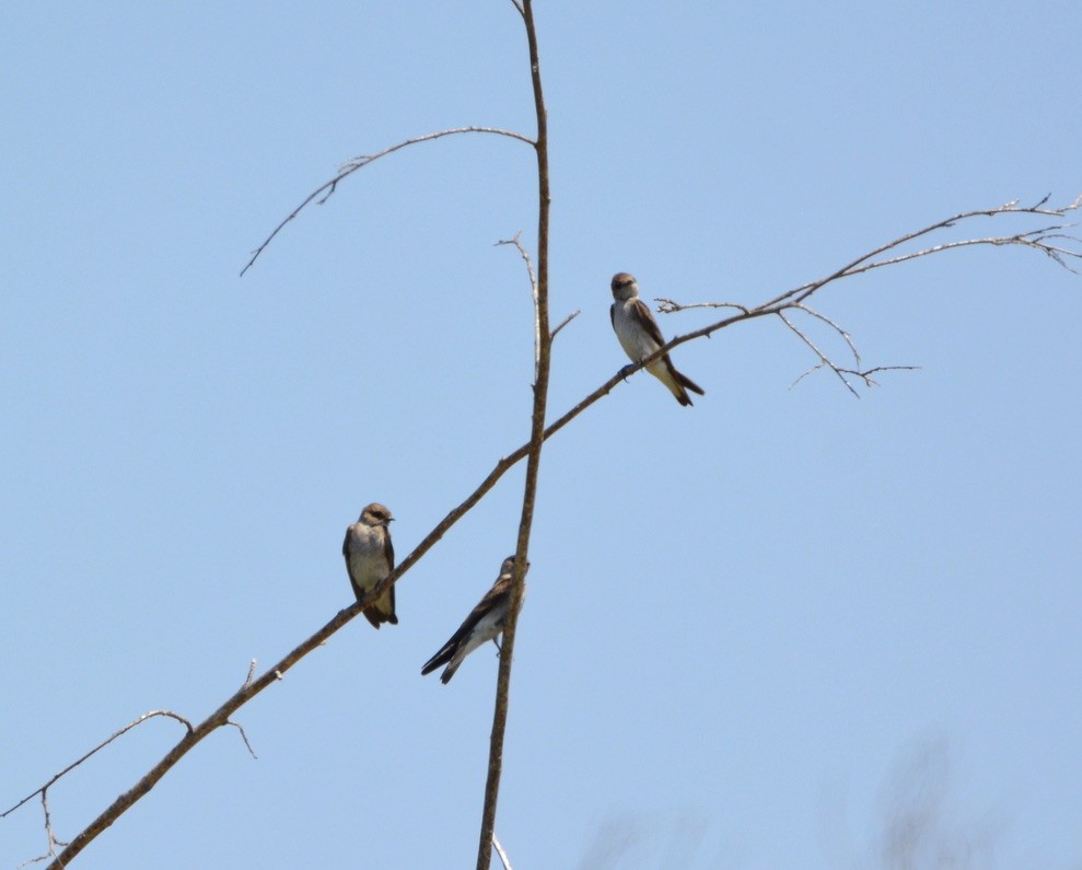 Northern Rough-winged Swallow - ML350744191
