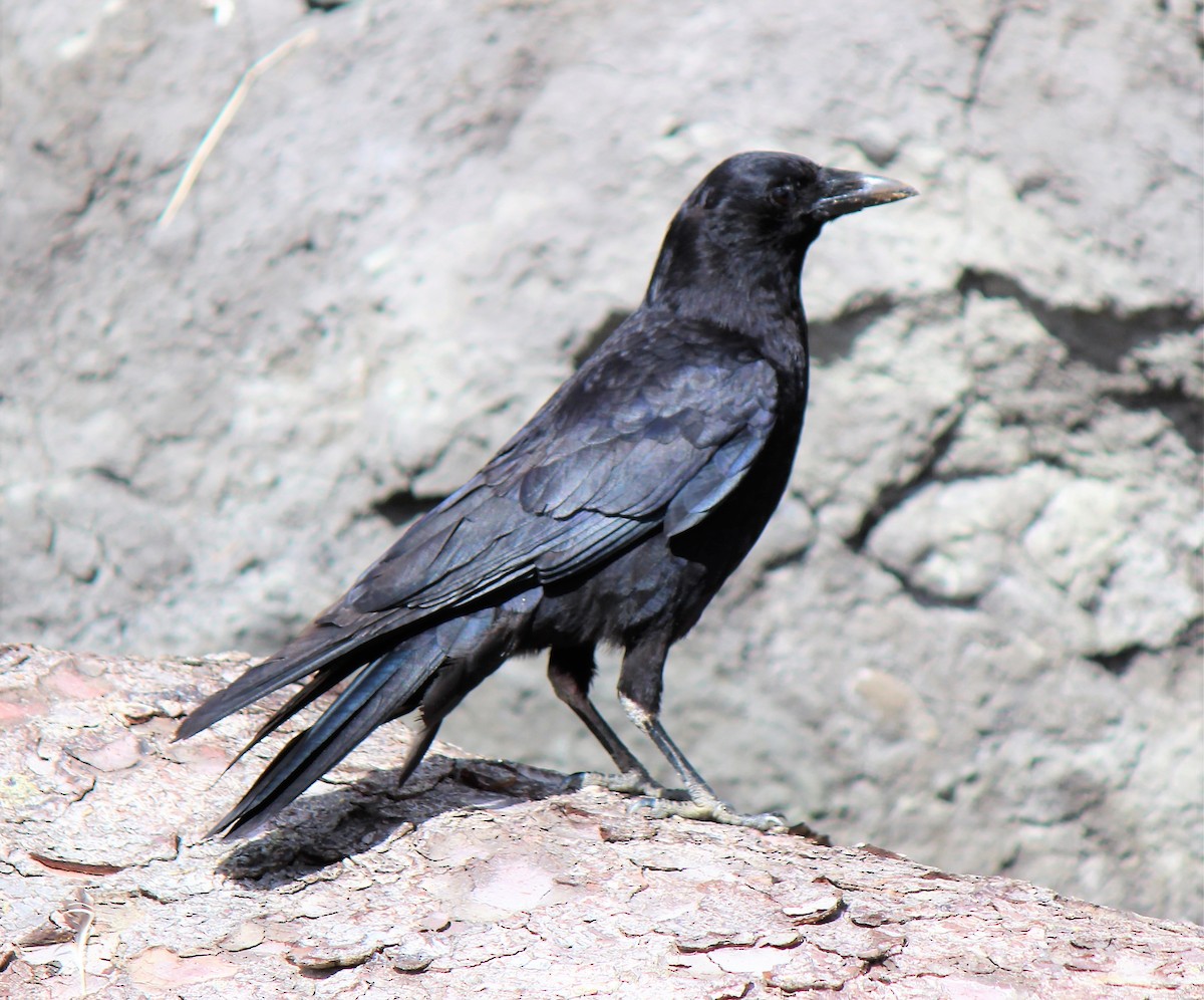 American Crow - ML350744261