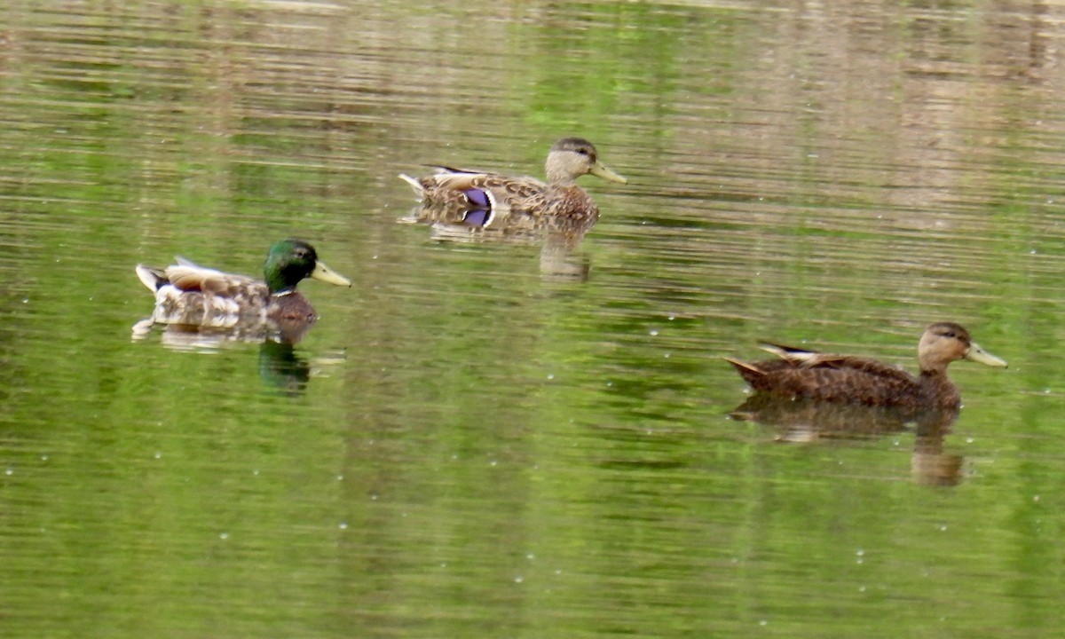 American Black Duck - ML350744851