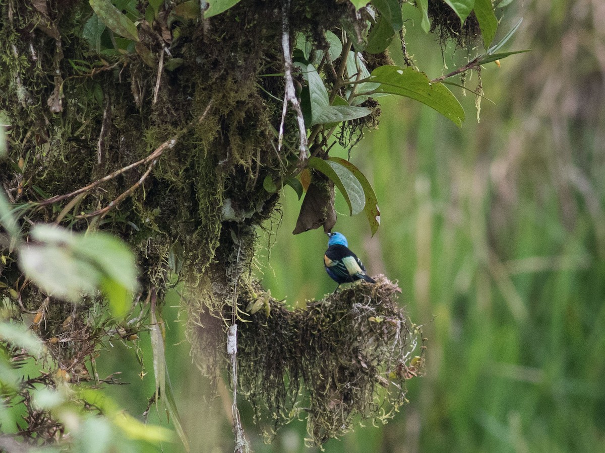 Blue-necked Tanager - ML35074531