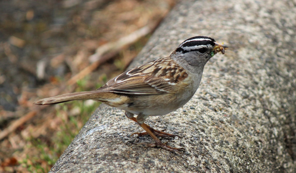 White-crowned Sparrow - ML350745591