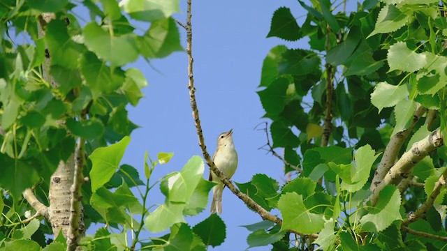 Eastern/Western Warbling Vireo - ML350745911