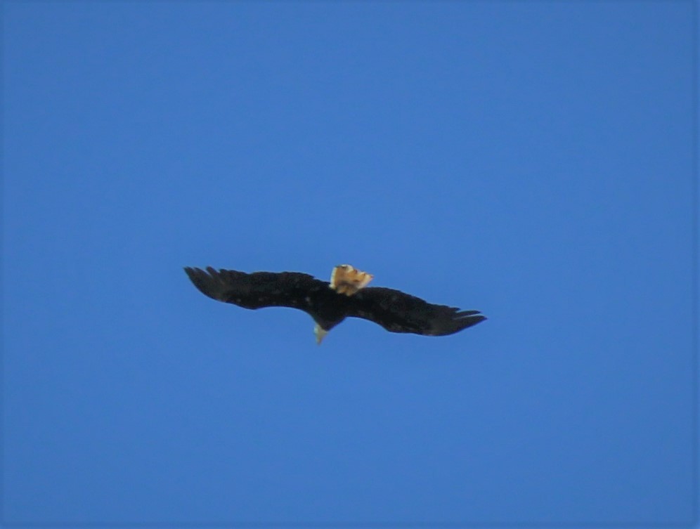 Bald Eagle - ML350746551