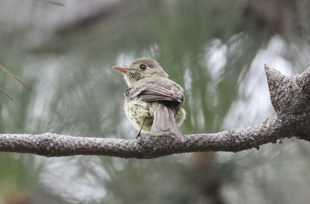 Western Flycatcher (Pacific-slope) - ML350748191