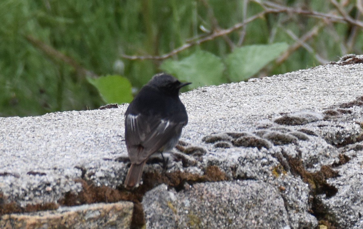 Black Redstart - ML350749181