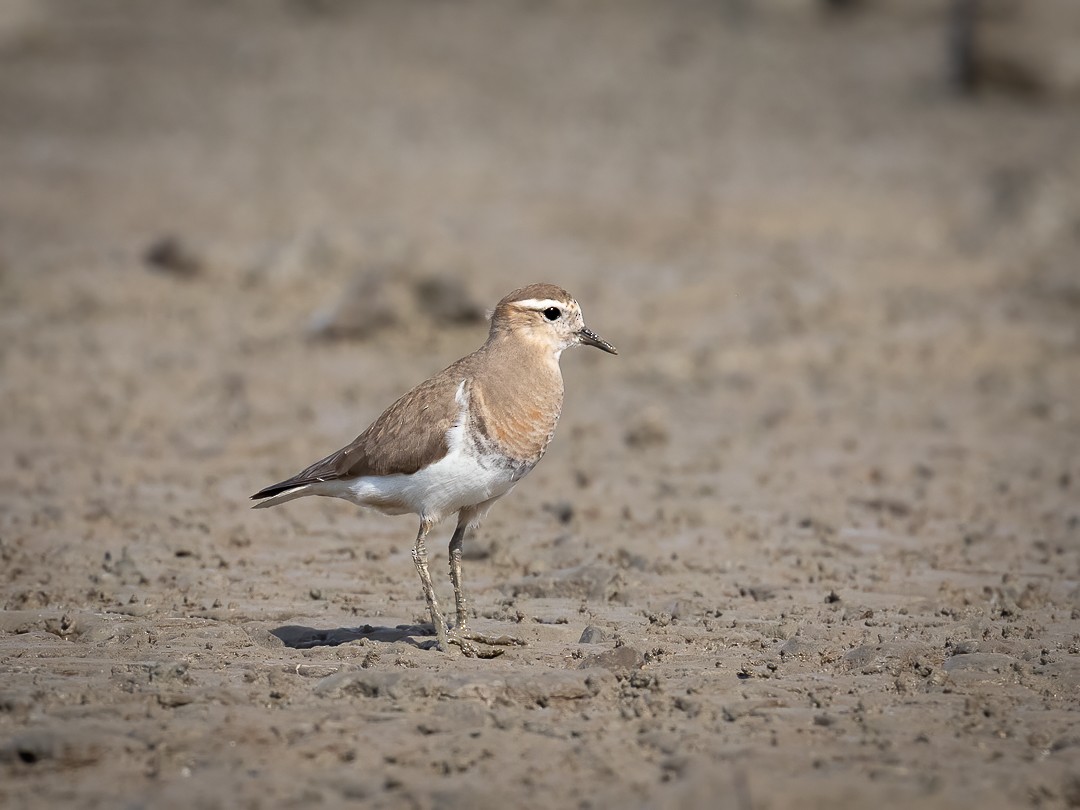 Rufous-chested Dotterel - ML350749541