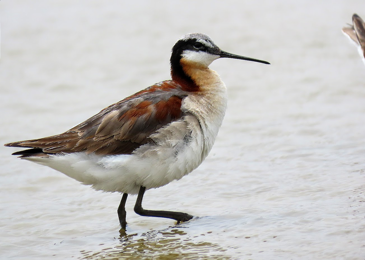 Phalarope de Wilson - ML350749641