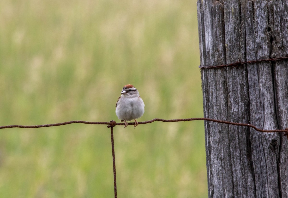 Chipping Sparrow - Michelle Martin