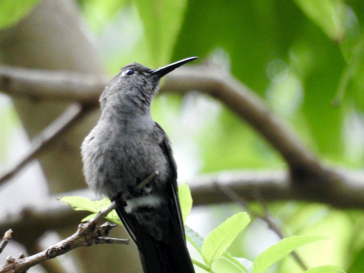 Sombre Hummingbird - Clarisse Odebrecht