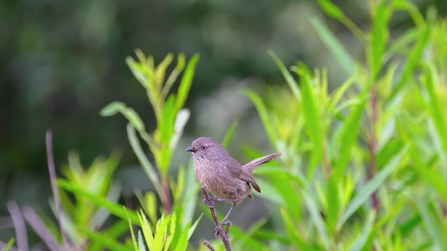 Wrentit - ML350752471