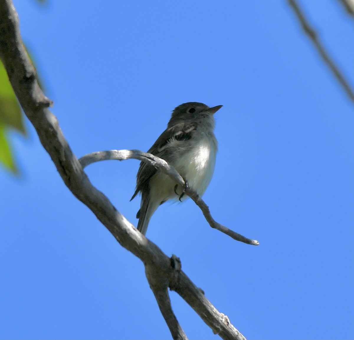 Least Flycatcher - ML350752551