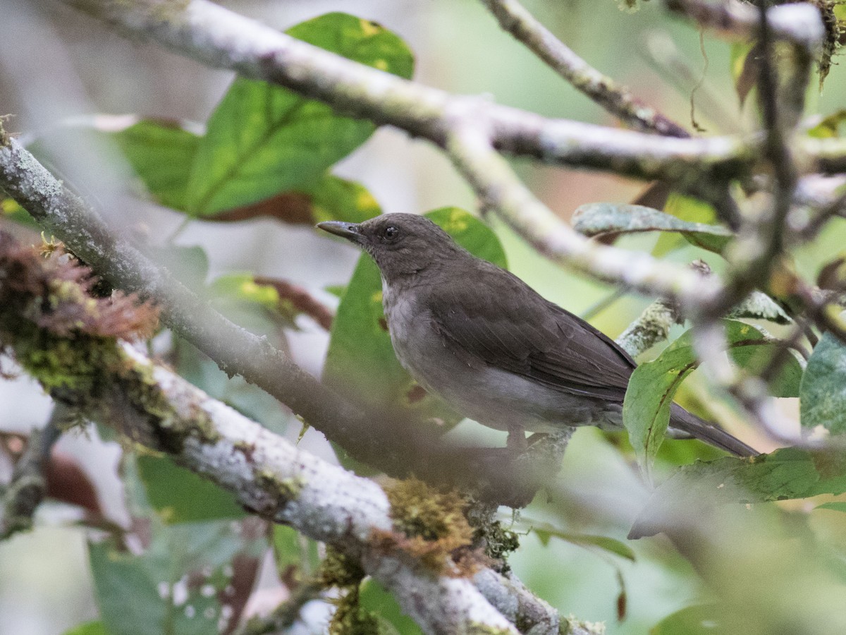 Black-billed Thrush - ML35075281