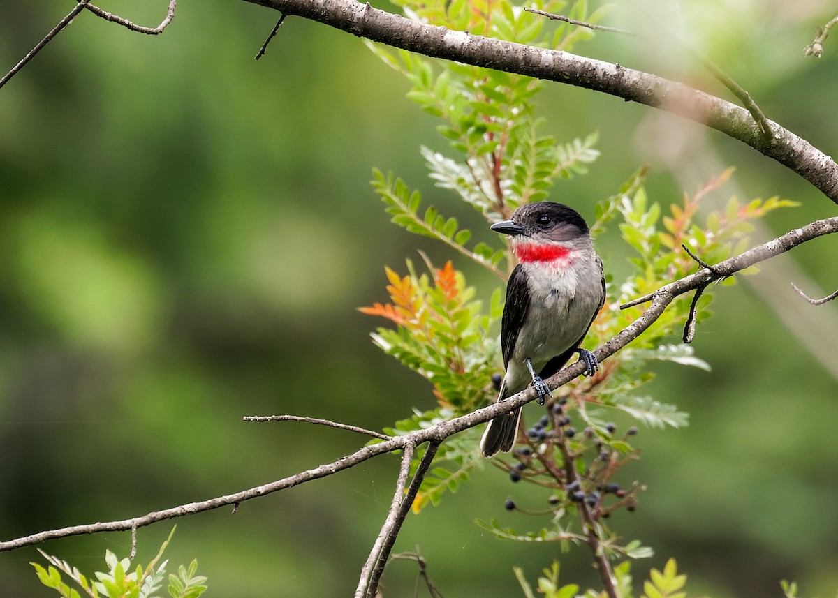 Rose-throated Becard - ML350753211