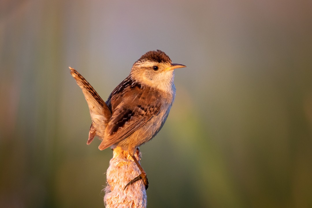 Marsh Wren - Rain Saulnier