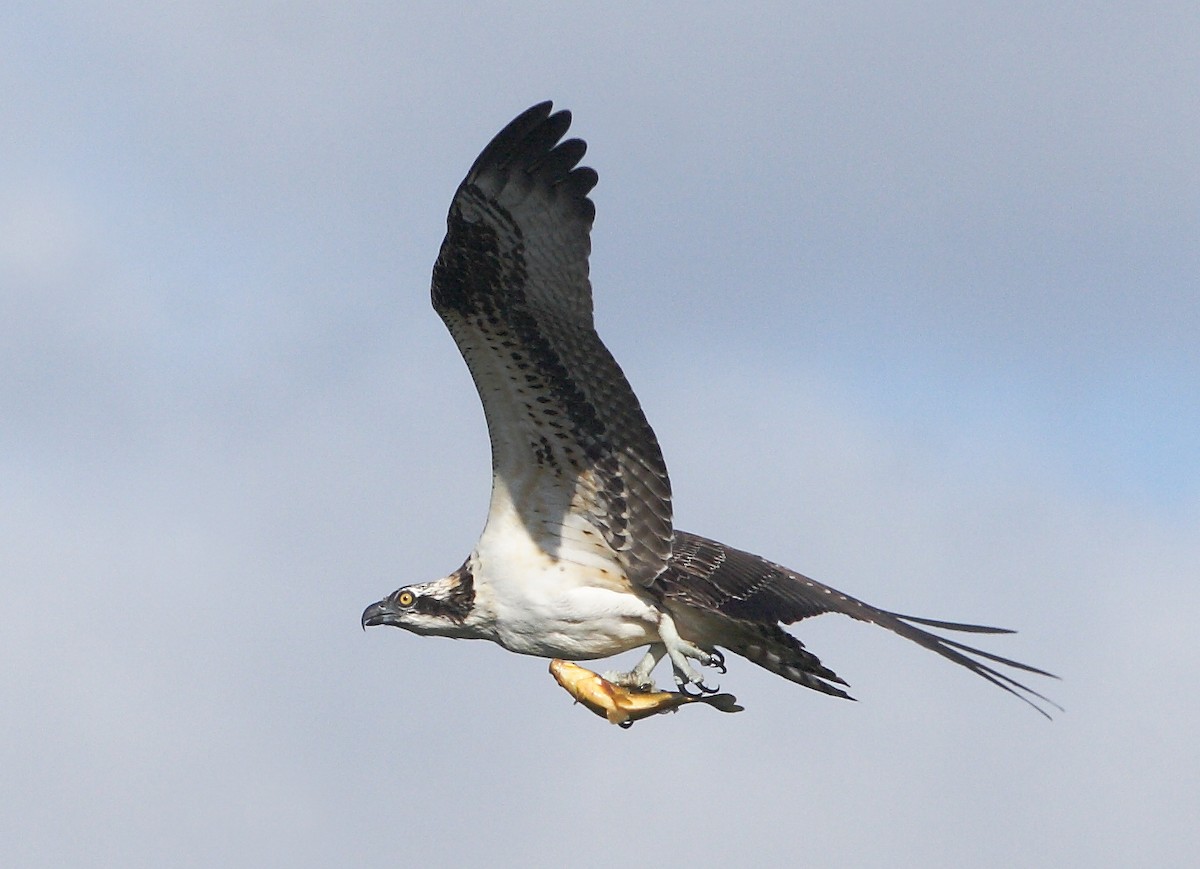 Osprey - Dave Spier