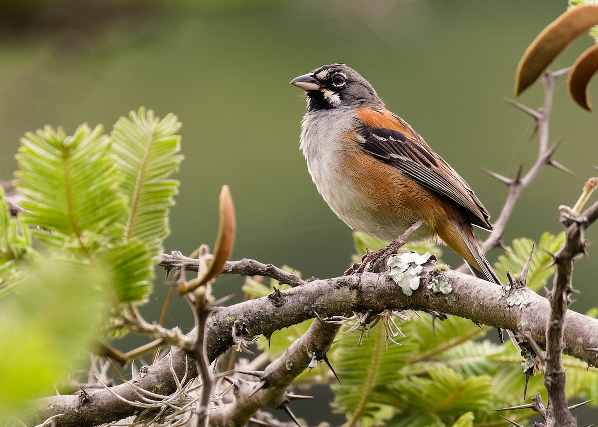 Bridled Sparrow - Hannah Willars 🦆